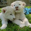 White Lion