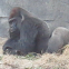 Gorilla (Silverback)