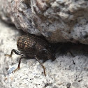 Gefurchter Dickmaulrüssler