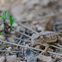 Horned Lizard