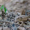 Horned Lizard