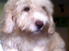 Vendo Precioso Poodle Maltes De Ojos Verdes