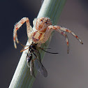 flower crab spider with prey