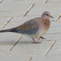 Pigeon