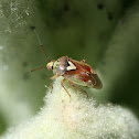 Lygus Bug