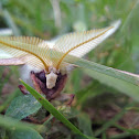 Luna moth