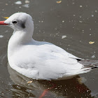 Black-headed Gull