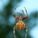 Hentz’s orbweaver