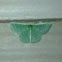 Southern emerald moth