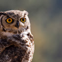 Great Horned Owl
