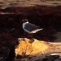 Laughing Gull