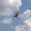 Halloween pennant