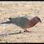 Laughing Dove