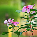 Madagascar periwinkle