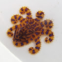 Blue ringed octopus
