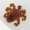 Blue ringed octopus