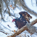 Turkey Vulture