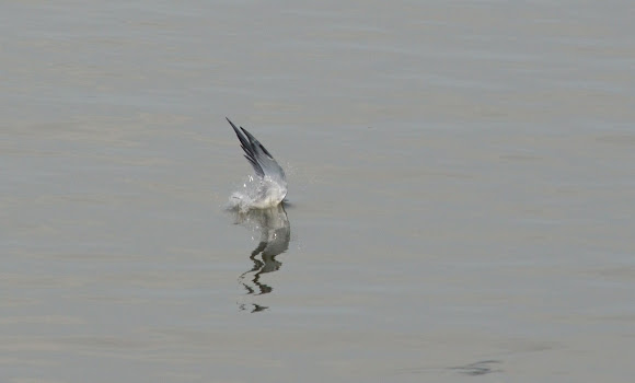 Spotting Image 1