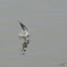 Elegant Tern
