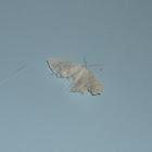 Moth