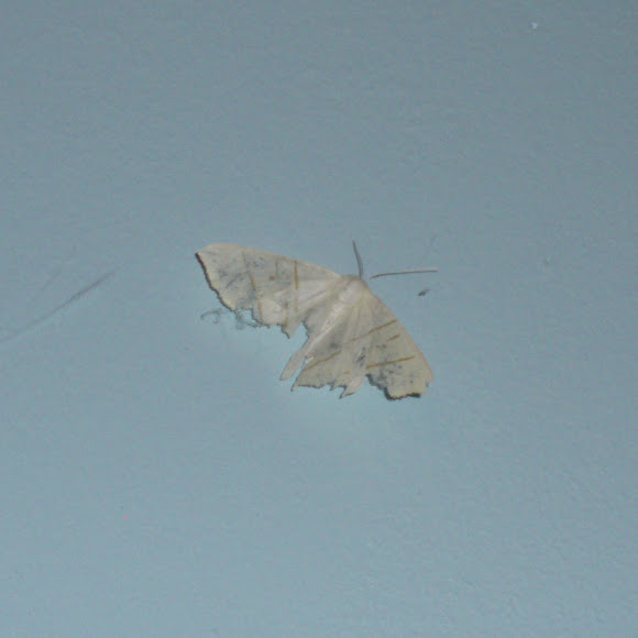 Spotting Image 1