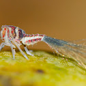 Leafhopper Nymph