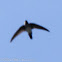 Glossy Swiftlet