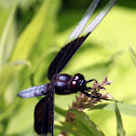 Widow Skimmer Dragonfly