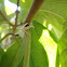 Crab spider