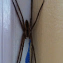 Nursery Web Spider