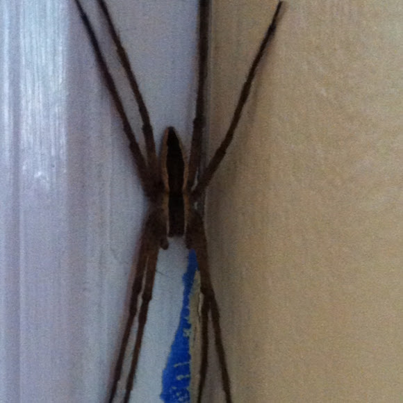 Spotting Image 1
