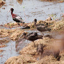 Glossy Ibis