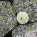 Green Sea Urchin-endoskeleton