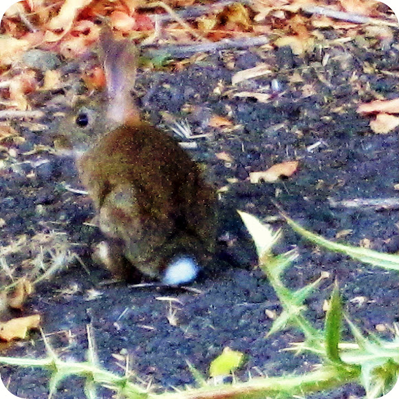 Spotting Image 1