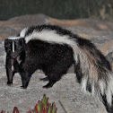 Striped Skunk