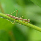 Carolina mantis (nymph)