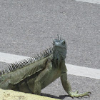 Blue Iguana