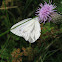 Small white (klein koolwitje)