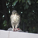 Mountain Buzzard