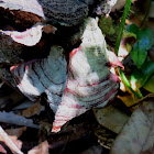 Fungus
