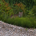Canadian Lynx