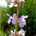 Marsh Hedge-nettle