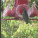 Ruby-Throated Hummingbird