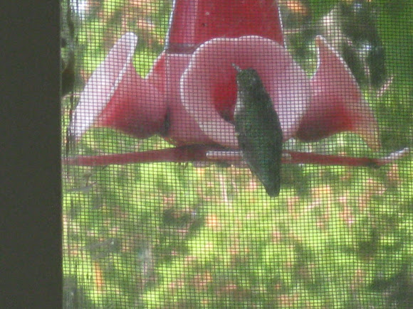 Spotting Image 1