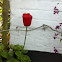 Red Cultivated Tulip