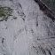Swallow burrows