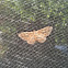 Moth