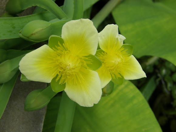 Spotting Image 1