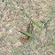 Southern Leopard Frog