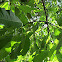 Wild Olive